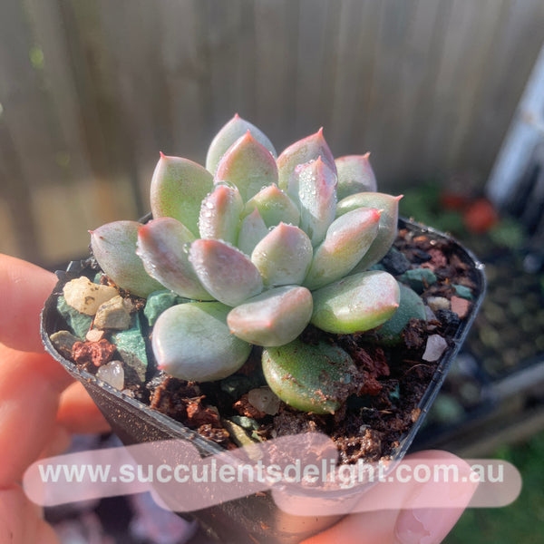 Pachyveria Stalactite 钟乳石 Succulents Delight New Hybrid