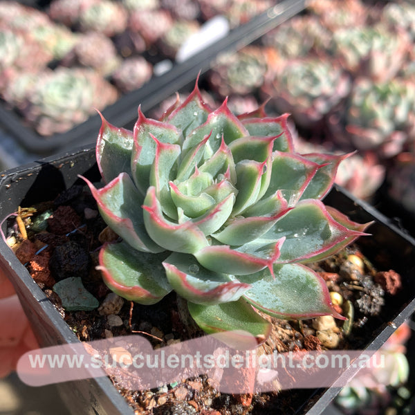 Echeveria Ice Velvet Rose 冰绒玫瑰 - Succulents Delight 2022 New Hybrid