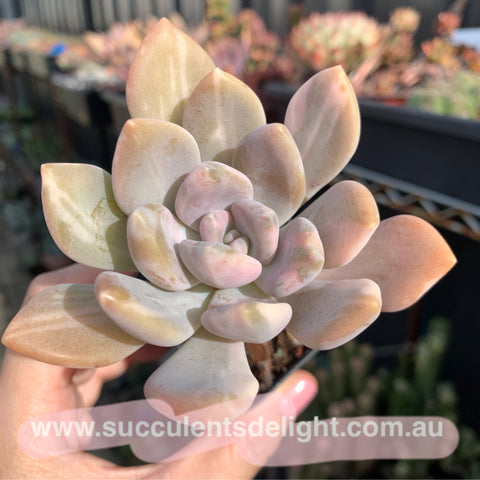 Pachyveria Pachytoides Variegated 东美人锦