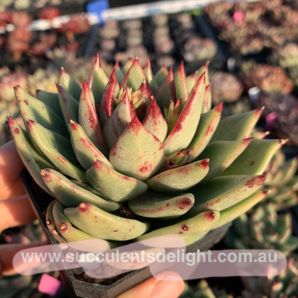 Echeveria Agavoides Ebony Hybrid (seed grown) 实生糖心乌木杂