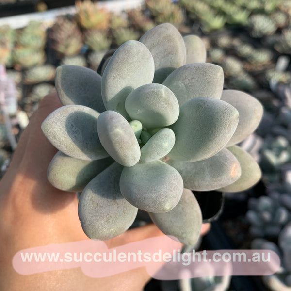 Pachyphytum bracteosum 白美人