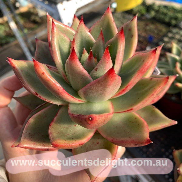 Echeveria Agavoides Gaya 东云Gaya