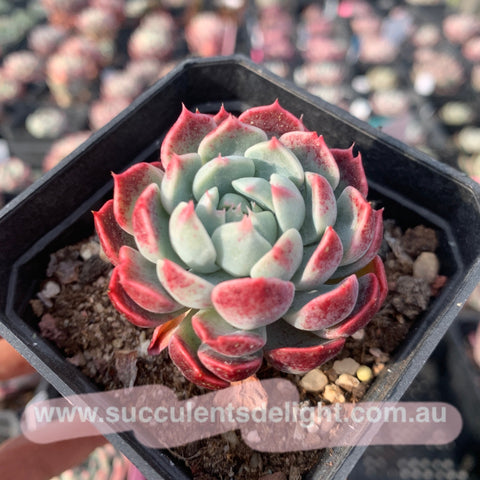 Echeveria Alba Pretty Hook (mini hook hybrid) 阿尔巴小勾