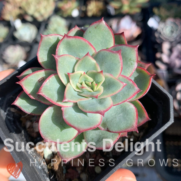 Echeveria Moon Gad Vanish 月光月亮女神