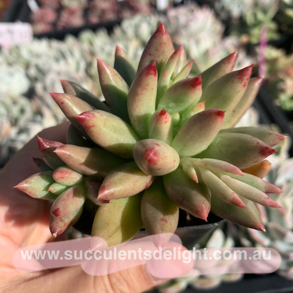 Pachyveria Ebony Finger 乌木x婴儿手指