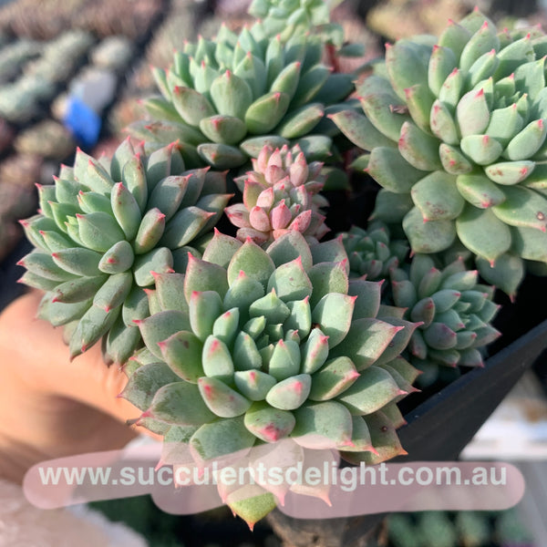 Echeveria Chrissy N Ryan cluster 莱恩小精灵群