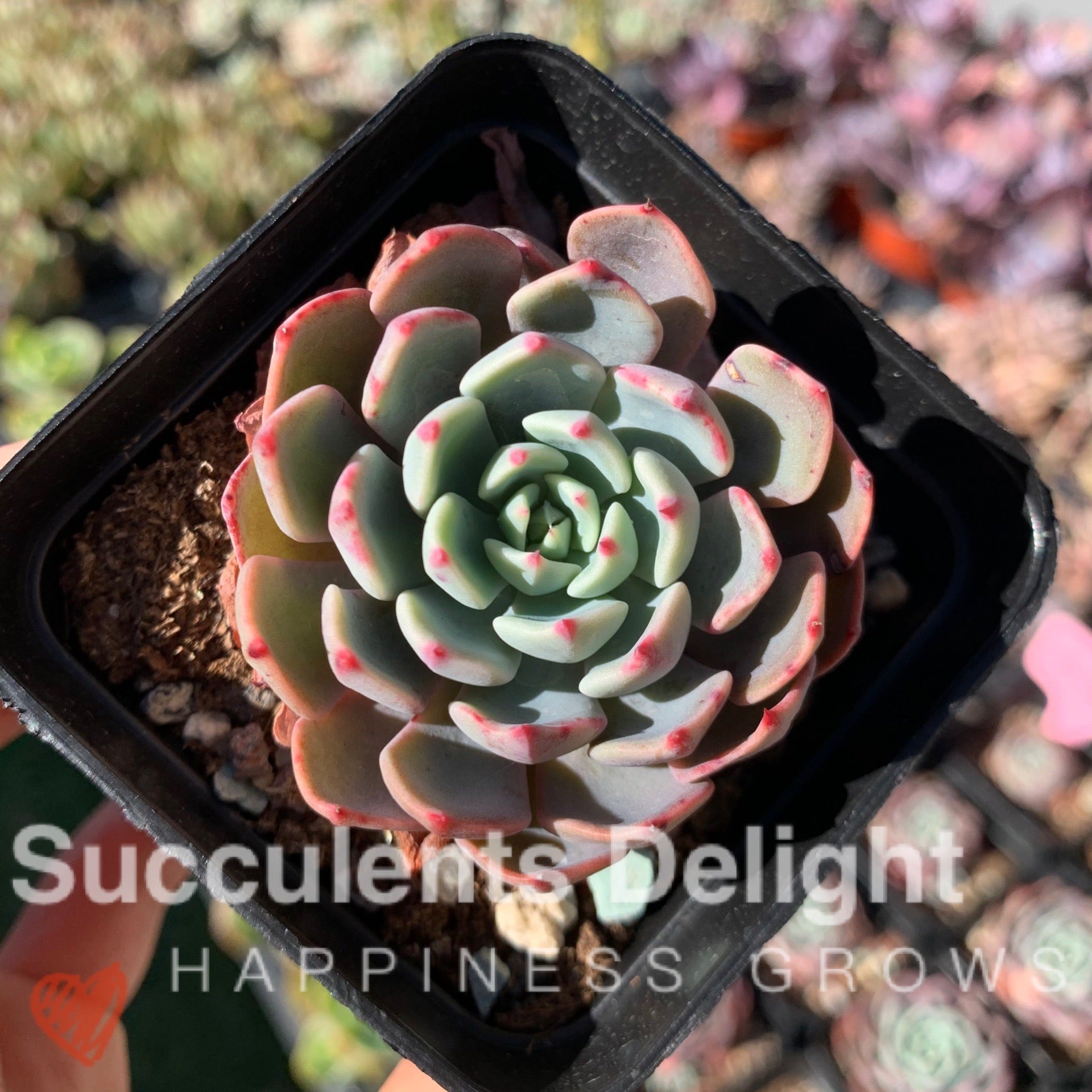 Echeveria Mini Hook 娜娜小勾