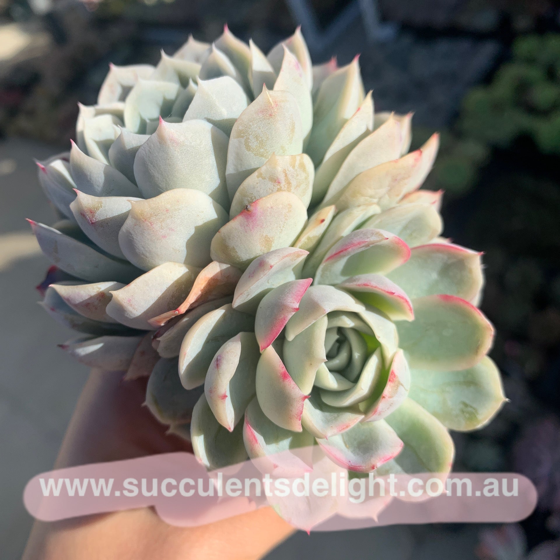 Echeveria New Surprise 新惊喜雪球