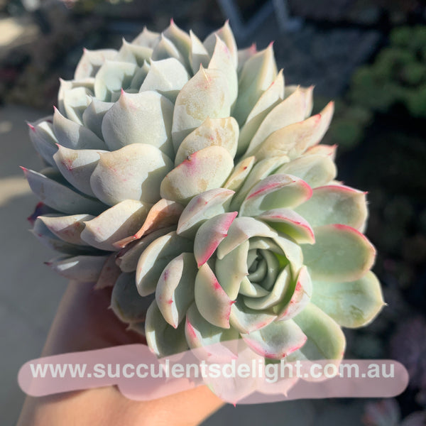 Echeveria New Surprise 新惊喜雪球