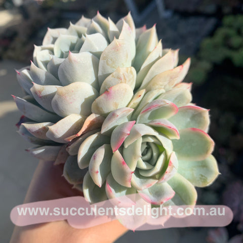 Echeveria New Surprise 新惊喜雪球
