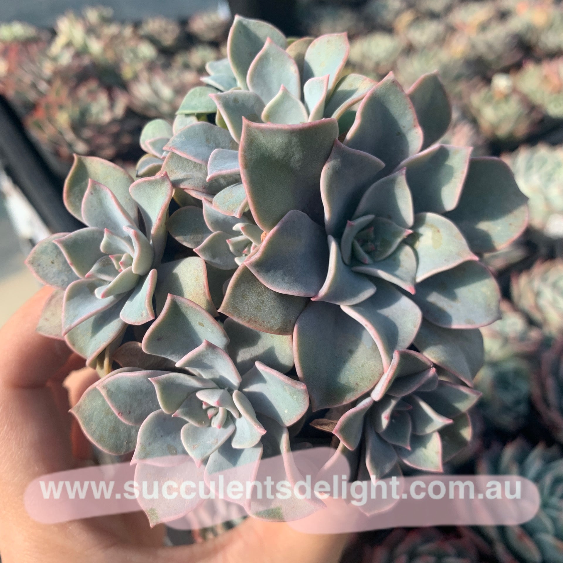 Groptoveria Coconut Ice cluster 椰子冰群