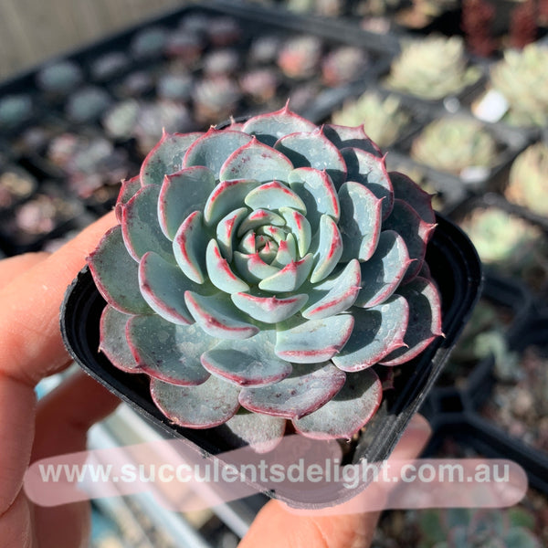 Echeveria Blue Minima 蓝姬莲
