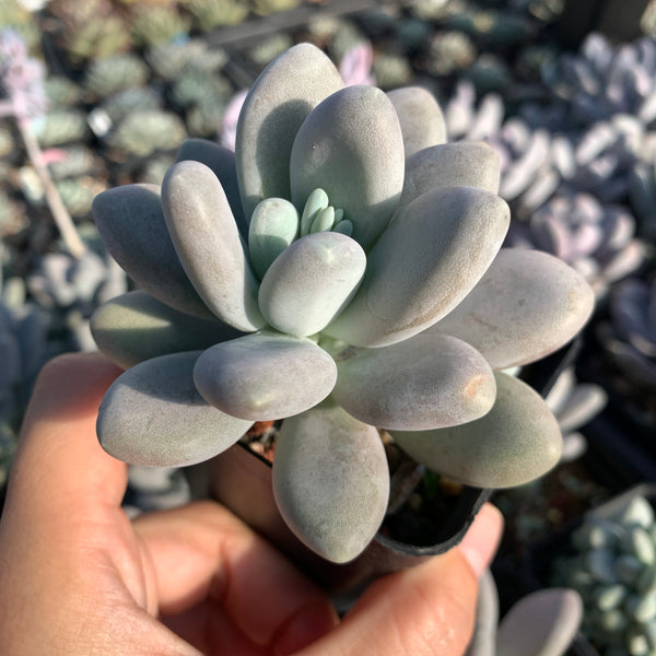 Pachyphytum bracteosum 白美人