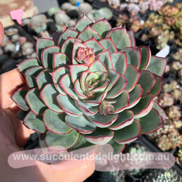 Echeveria Moon Gad Vanish 月光月亮女神