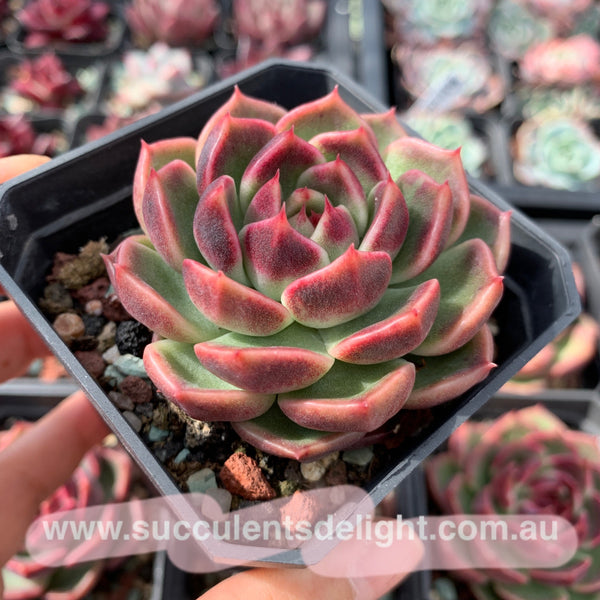 Echeveria Fantasy Jade 梦幻翡翠 Succulent Delight New Hybrid