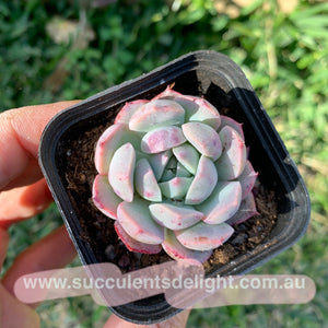 Echeveria Sweet Potato 紫薯（容易出血斑）