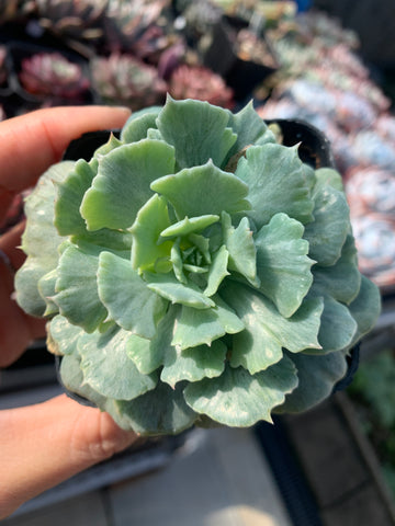 Echeveria Cook's Pride 库克船长的荣耀