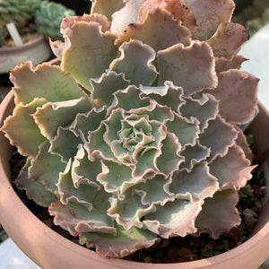 Echeveria shaviana Pink Frills / pink ruffles 袛园之舞