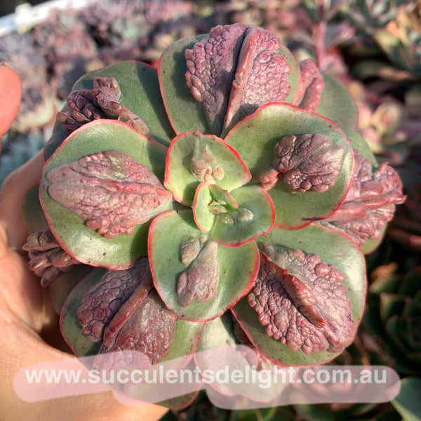 Echeveria Baron Bold 狂野男爵