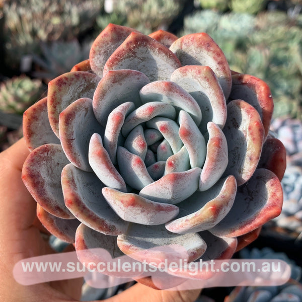 Echeveria Snow Angel 雪天使