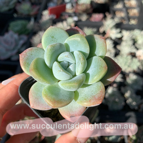 Echeveria Ice Dew 冰露