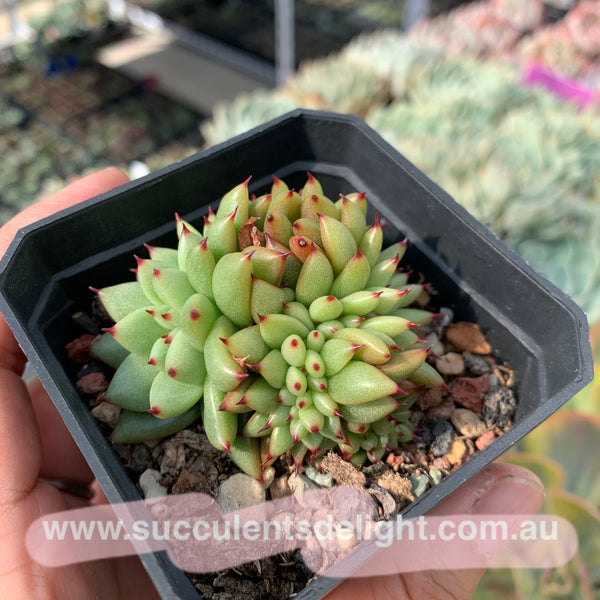 Echeveria agavoides f.cristata Echeveria agavoides 'Crest' 虎鲸