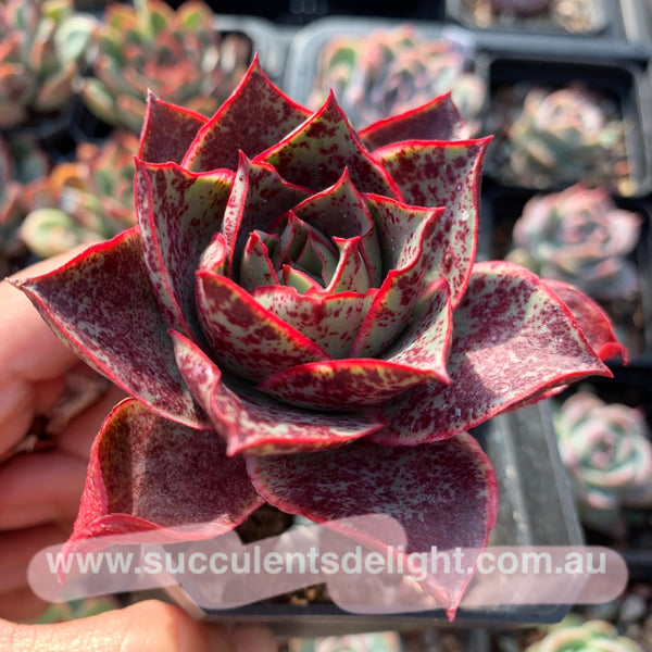 Echeveria Red Flame 烈焰