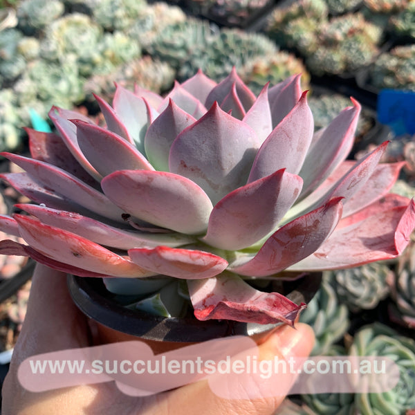 Echeveria La Candy LA糖果