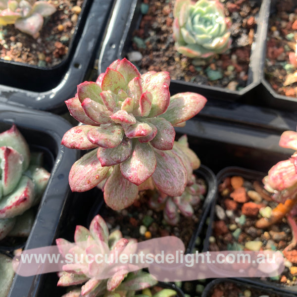 Echeveria Minibelle Silky Variegated 红稚莲拉丝锦