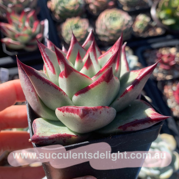 Echeveria Agavoides Joyful Contenance 欢颜