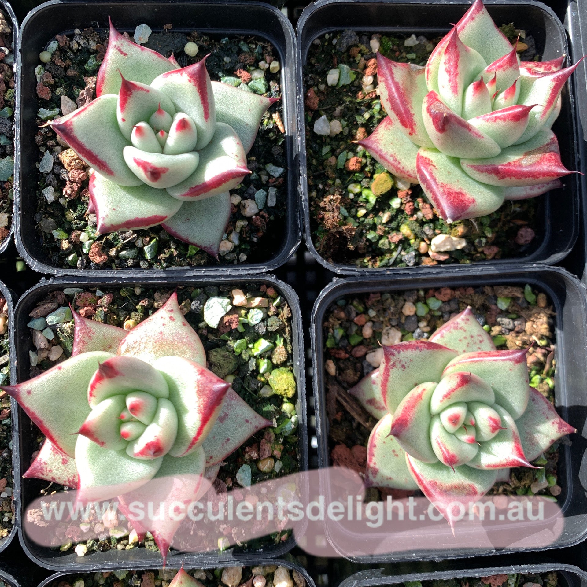 Echeveria agavoides Sirius 天狼星 思锐 天蝎座