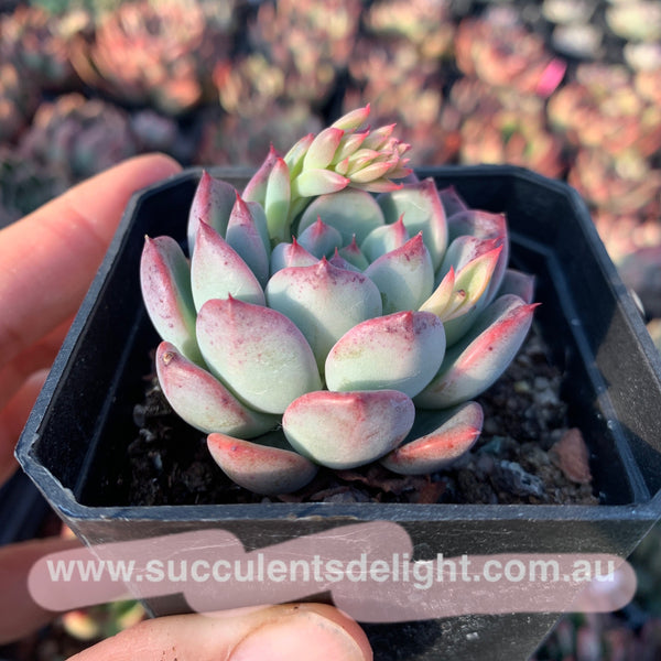 Echeveria Chantelle 粉仙黛