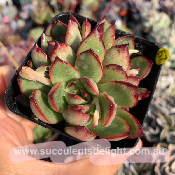 Echeveria Puli-lindsayana 保利安娜