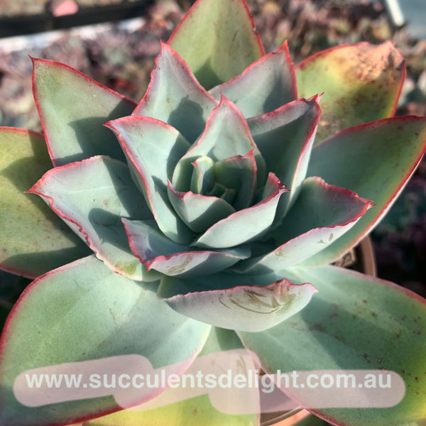 Echeveria subrigida 钢叶莲