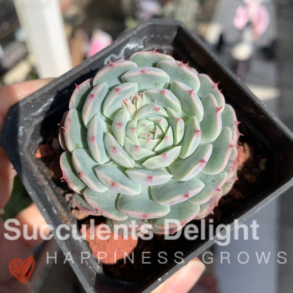 Echeveria Sandwich Cake 千层糕