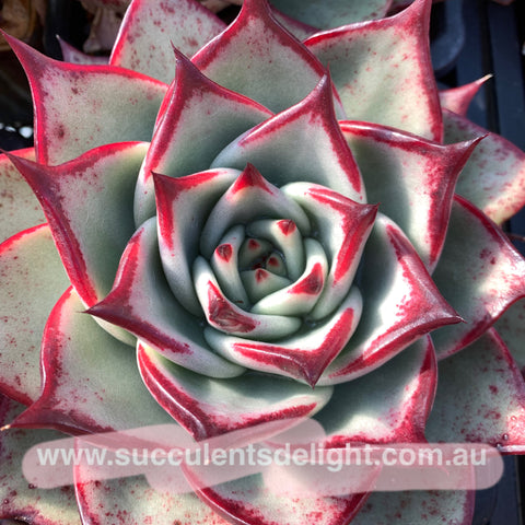 Echeveria agavoides Sirius 天狼星 思锐 天蝎座