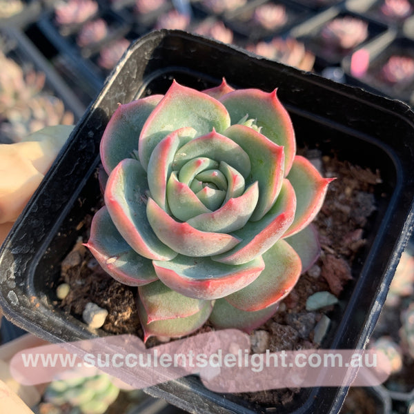 Echeveria Moon Peach 月桃