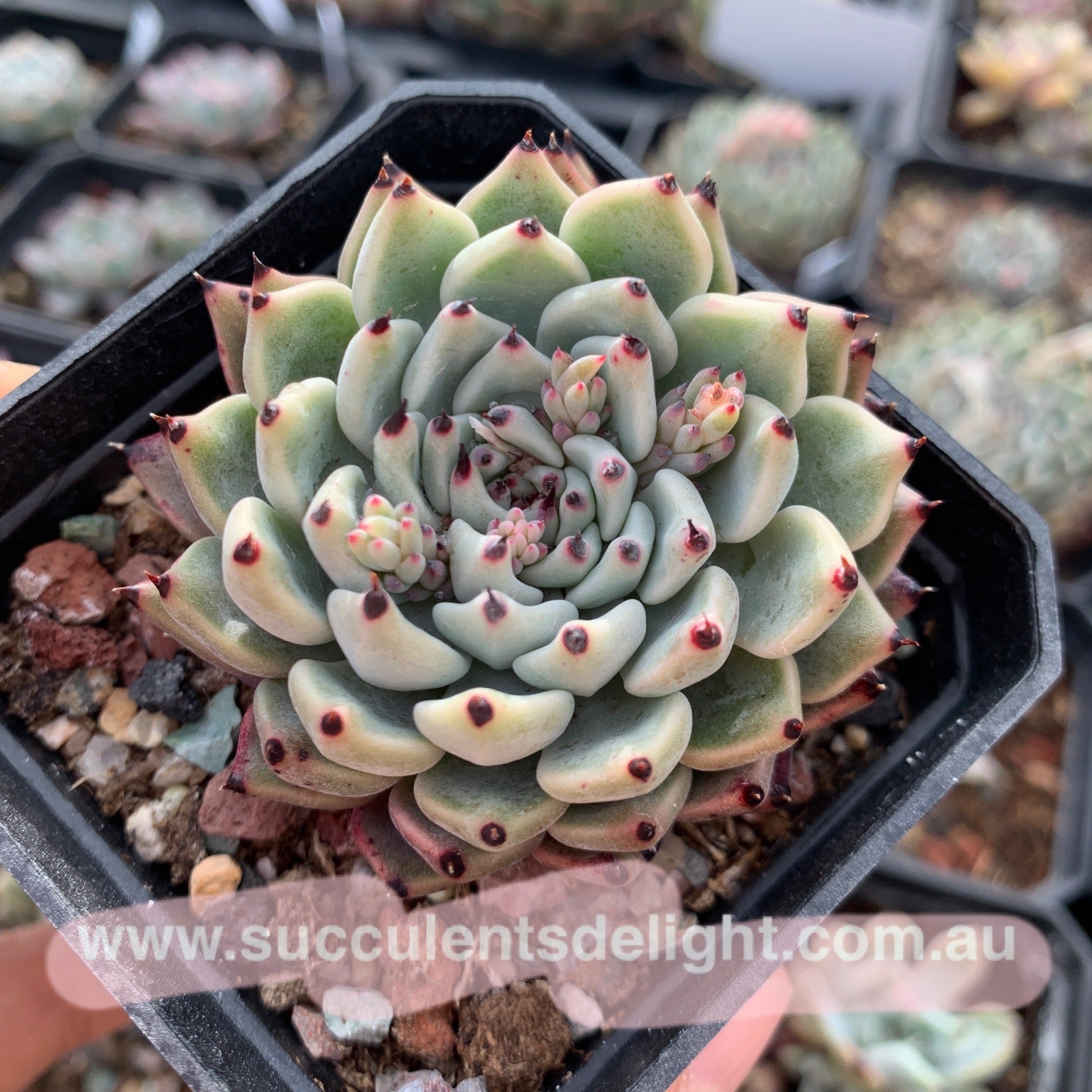 Echeveria cuspidata var. zaragozae 绿爪