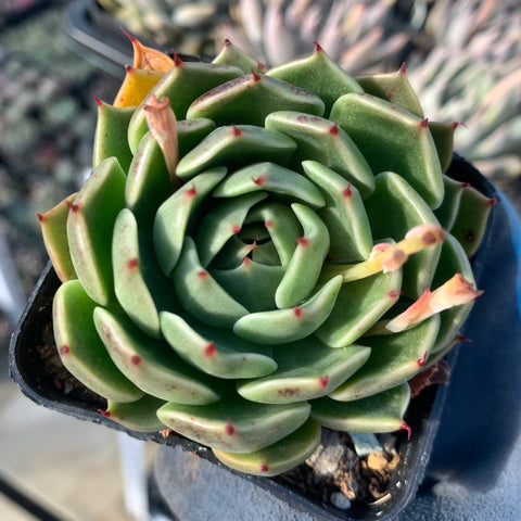 Echeveria Green Gravity 绿色引力 - Succulents Delight 2022 New Hybrid