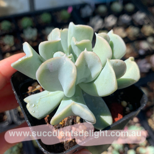 Echeveria runyonii cv Topsy Turvy 特玉莲