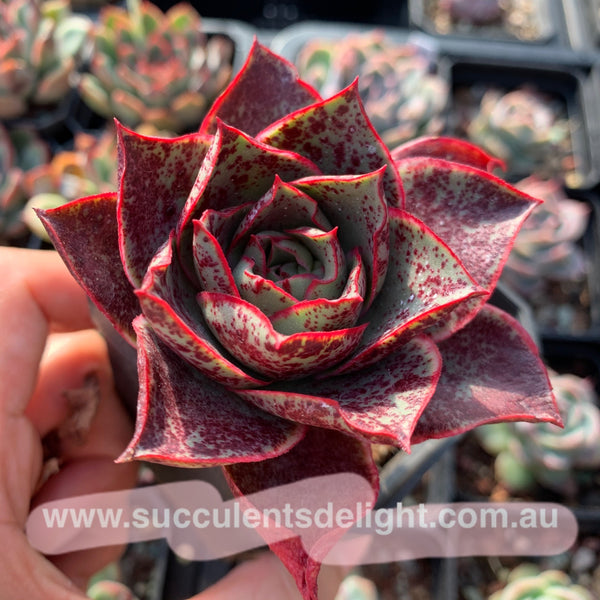 Echeveria Red Flame 烈焰