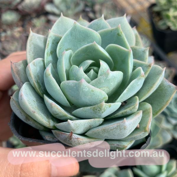 Sedum suaveolens aka Sedeveria blue lotus 木樨甜心
