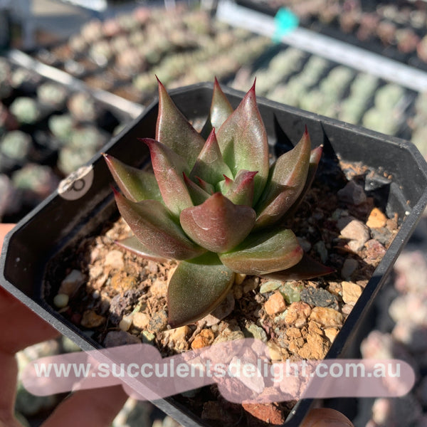 Echeveria Agavoides Girl Talk 女孩密语