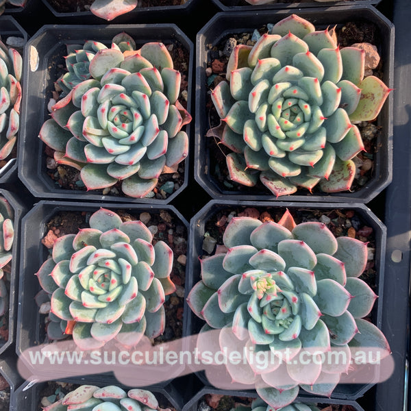 Echeveria Chantelle 粉仙黛