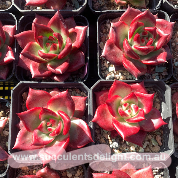 Echeveria Roca 罗卡