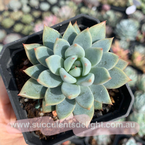 Echeveria Yeomiwol 女美月