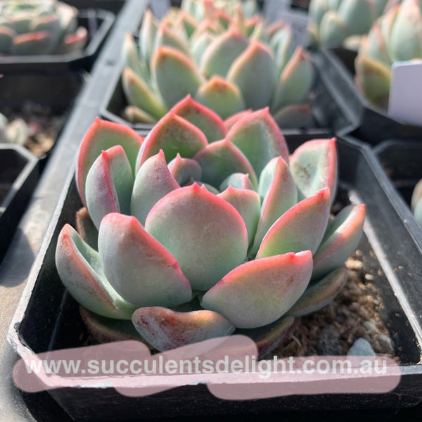 Echeveria Pink Dream 粉梦