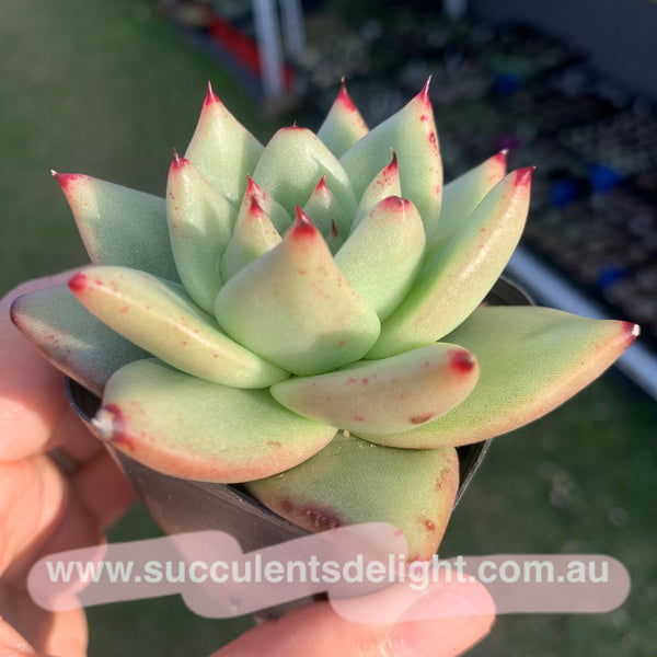 Echeveria agavoides Corderoyi 黄金玛利亚