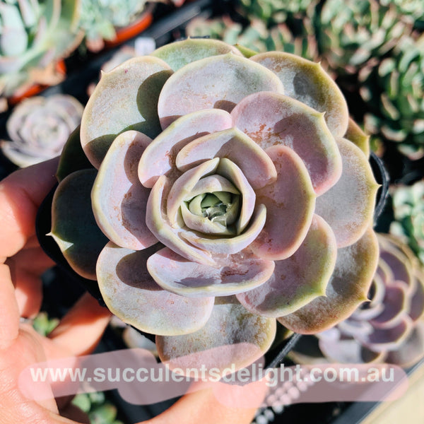 Echeveria Blue Surprise 蓝色惊喜