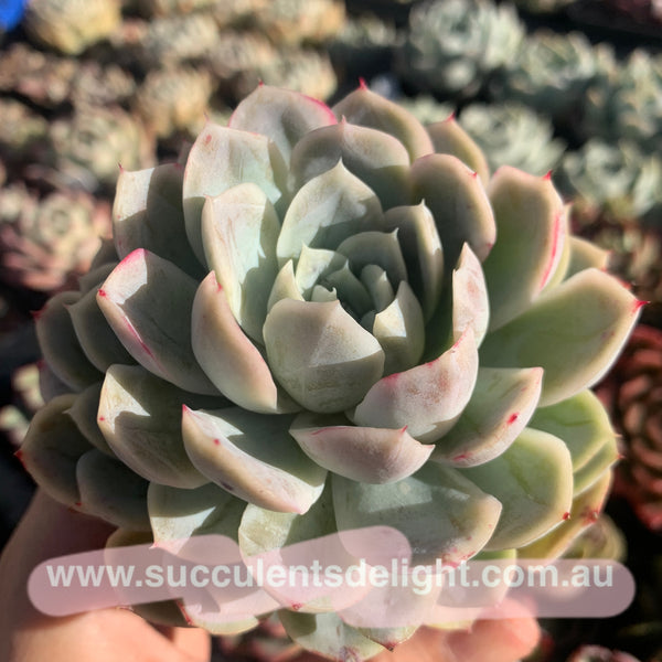 Echeveria New Surprise 新惊喜雪球